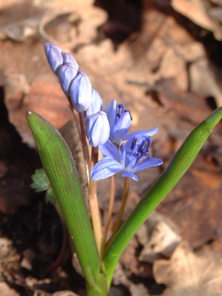 Scilla bifolia / Scilla silvestre